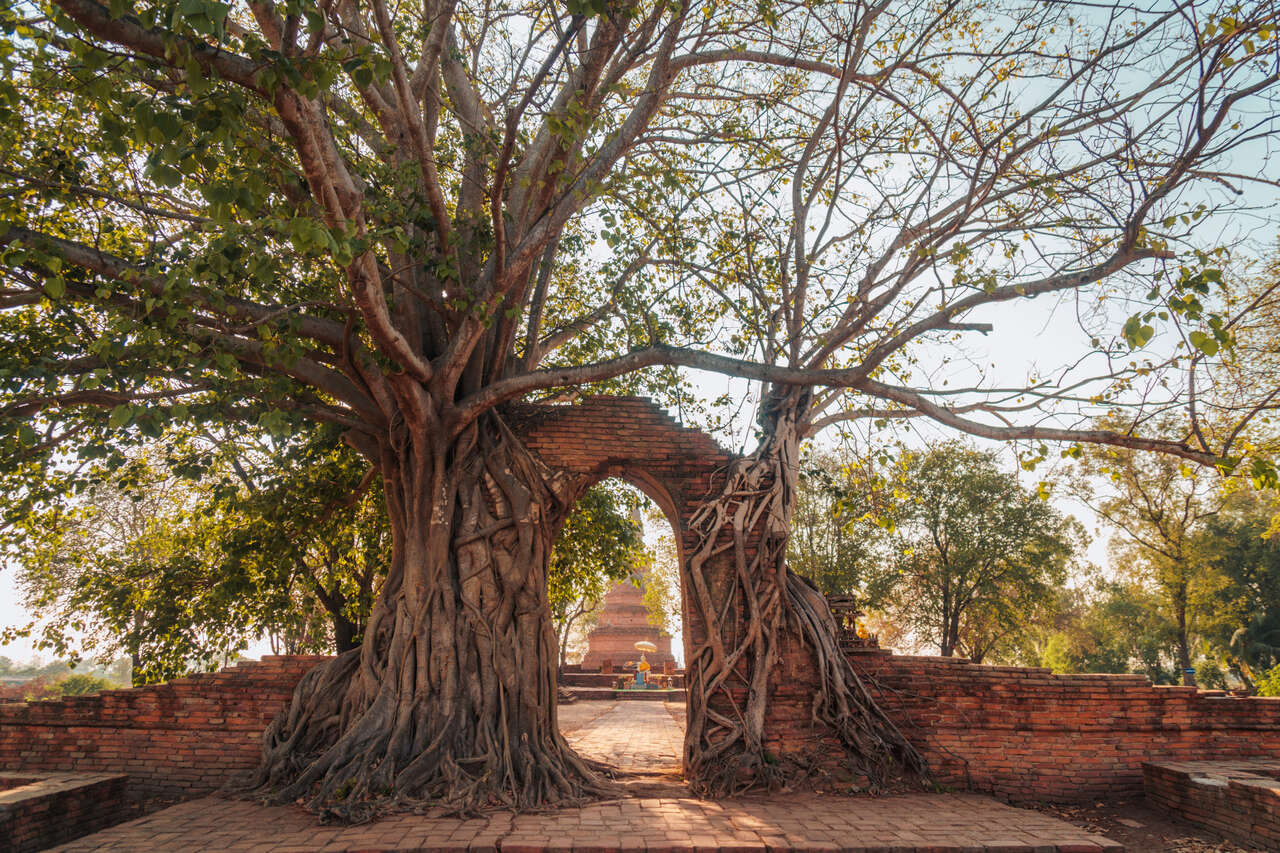 Start your cultural journey with Ayutthaya’s vibrant glow
